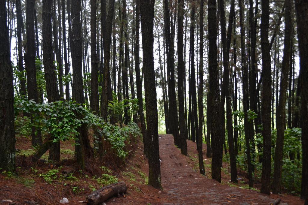 Ferndale Homestay Thekkady Kültér fotó